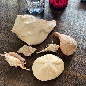 6 pieces of Natural Seashell Collection